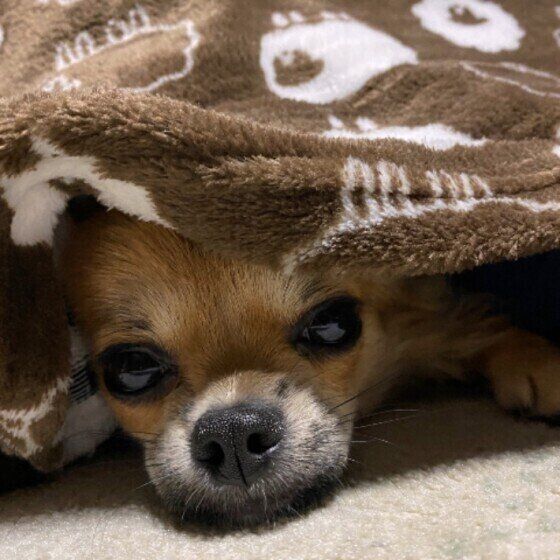 チワワ　ゆうくん