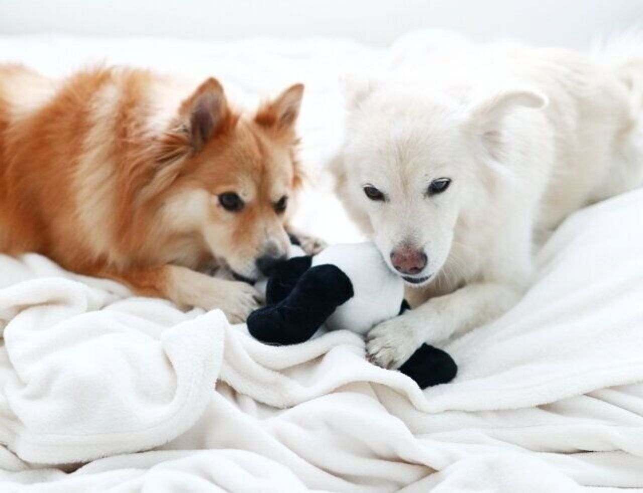 犬の方が懐が深い 穴澤賢の犬のはなし いぬのきもちweb Magazine 犬の方が懐が深い 穴澤賢の犬のはなし いぬのきもちweb Magazine