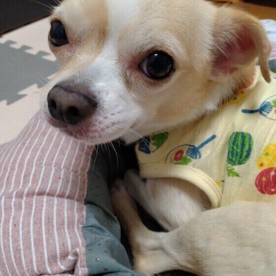 振り返って見つめてくるチワワ