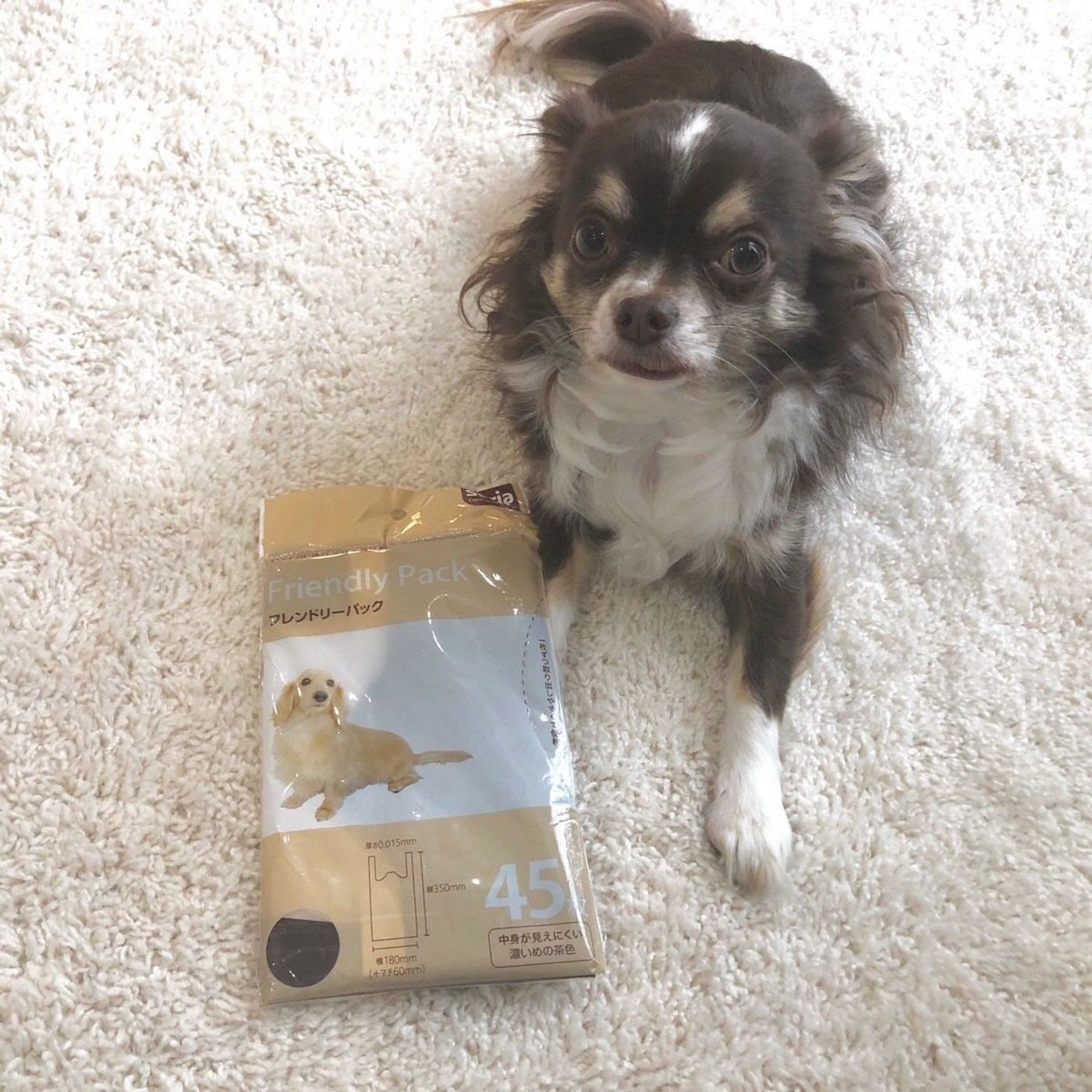 愛犬とのお散歩に セリア フレンドリーパック 体験レポ いぬのきもちweb Magazine 愛犬とのお散歩に セリア フレンドリーパック 体験レポ いぬのきもちweb Magazine