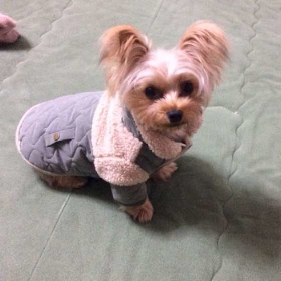 ヨークシャー・テリア