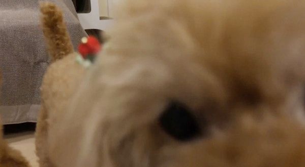 カメラに迫るトイ・プードル