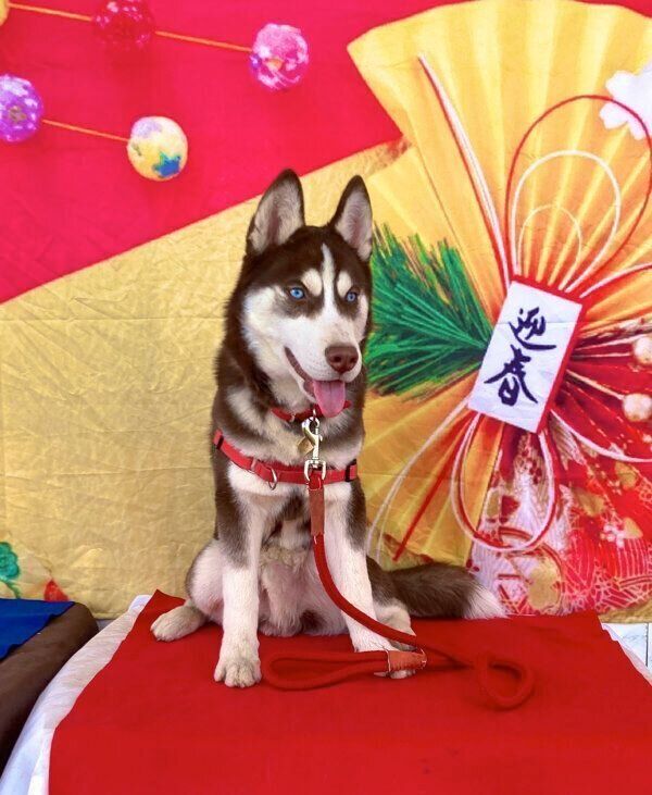 キリッとしている大吉くん