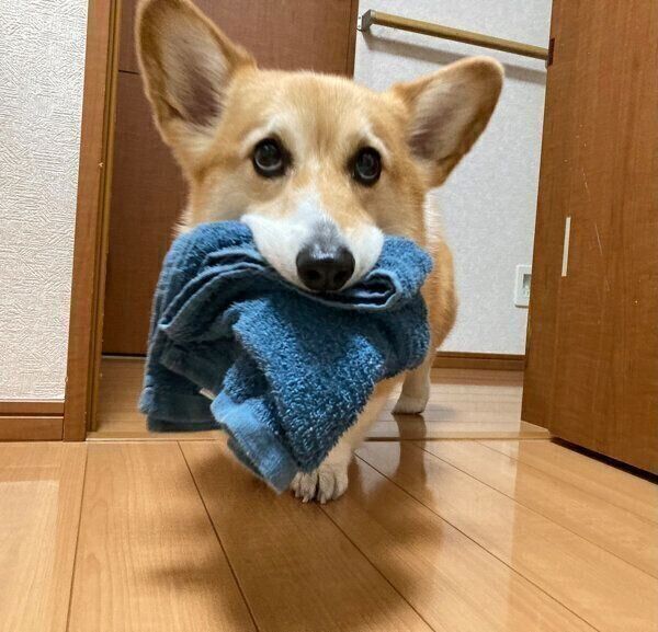 タオルをくわえるベルちゃん