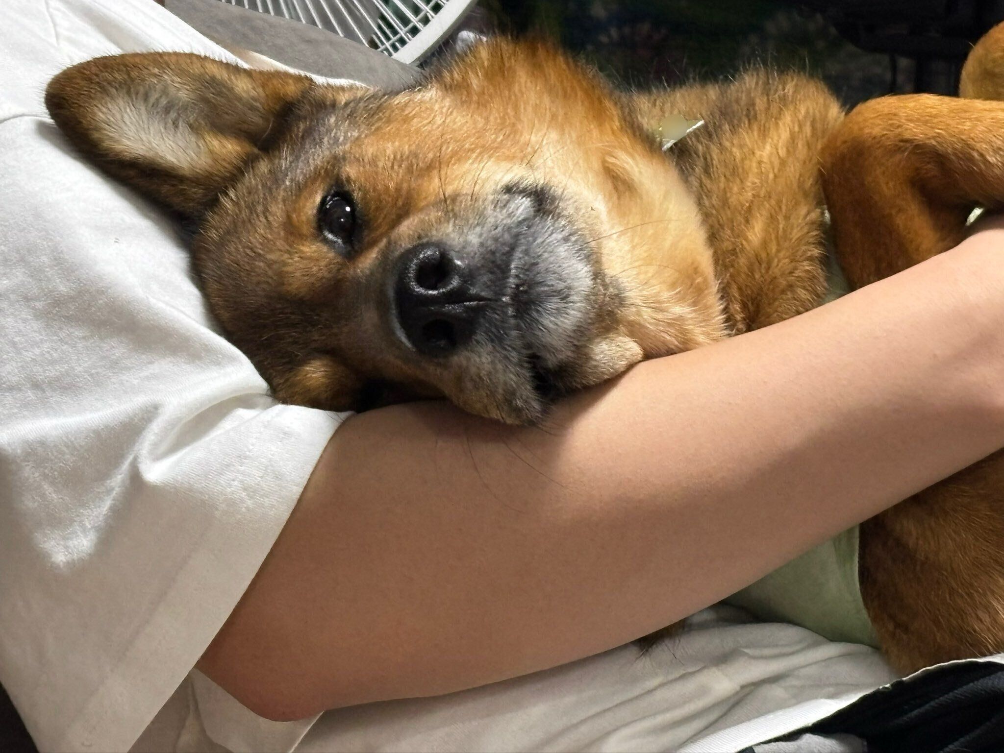 飼い主さんに甘えるジェスターくん。