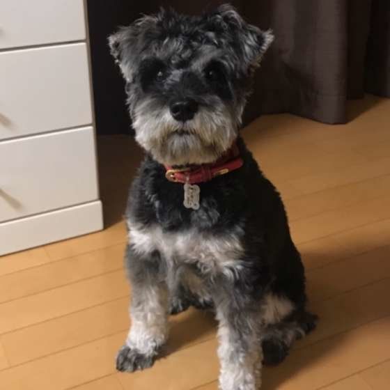 お座りをするミニチュア・シュナウザー