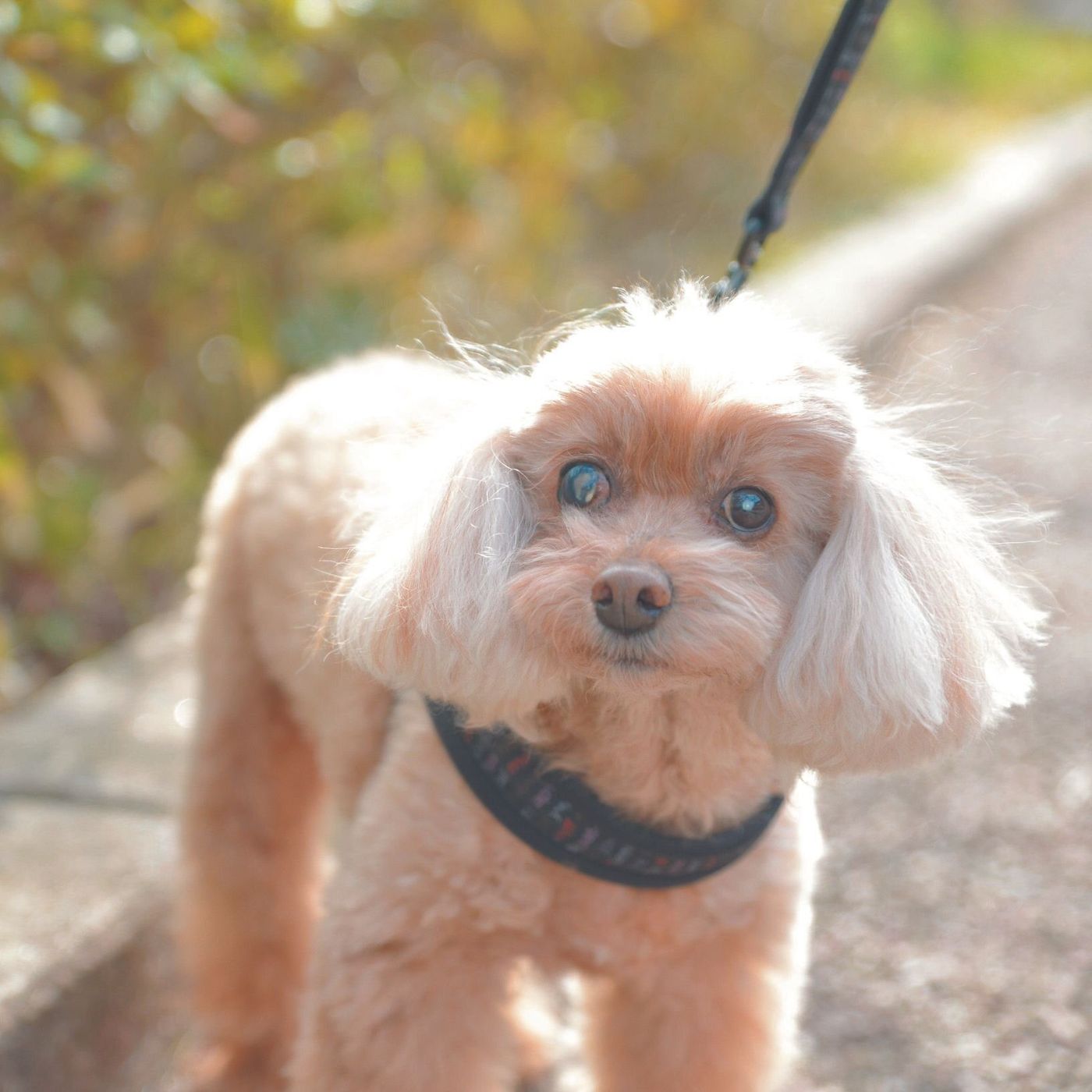 白内障を発症し 両目の光を失っても活発に散歩を楽しむ ぷりんちゃんの生活を聞いた いぬのきもちweb Magazine 白内障を発症し 両目の光を失っても活発に散歩を楽しむ ぷりんちゃんの生活を聞いた いぬのきもちweb Magazine