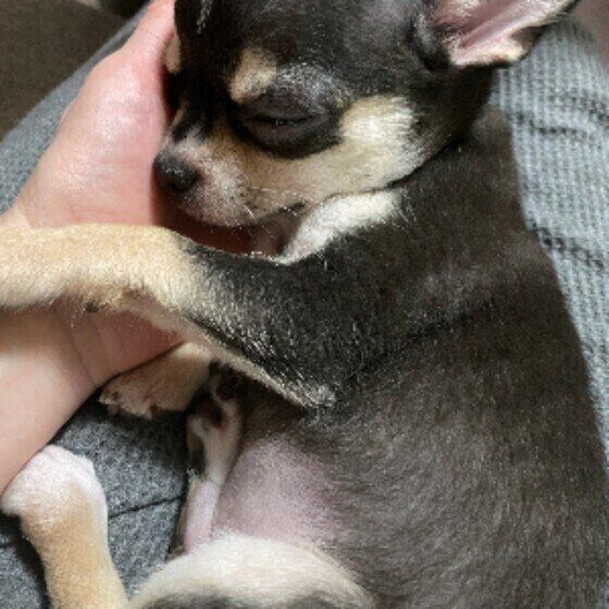 飼い主さんにくっついて寝るチワワのHarry＊くん