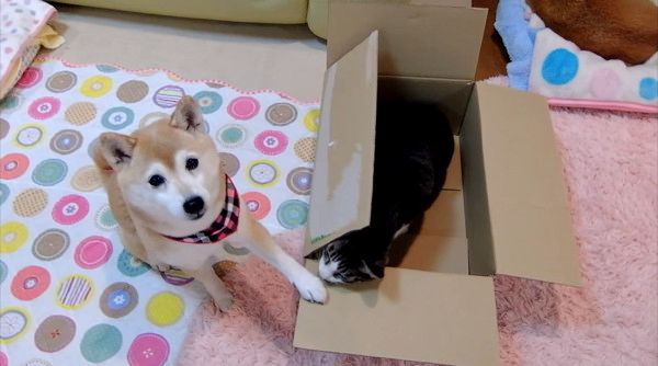 ツッコミを入れる柴犬