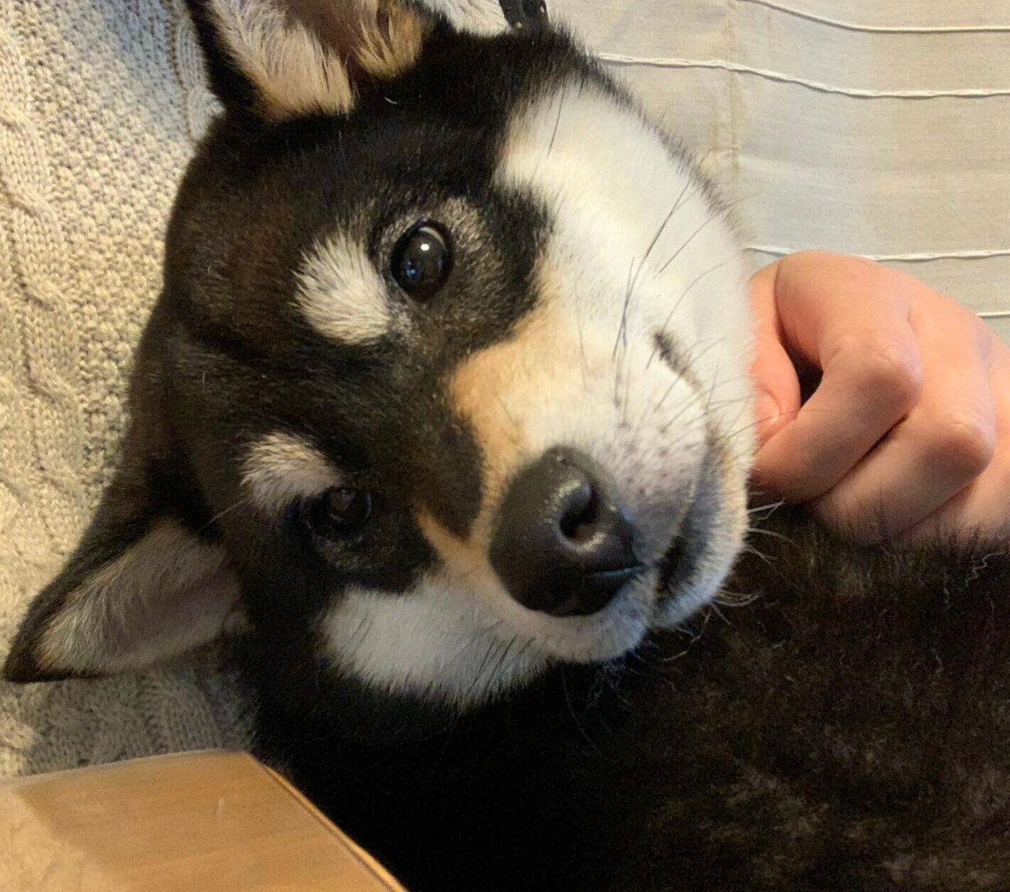 歯磨きの練習を頑張るレオナちゃん。