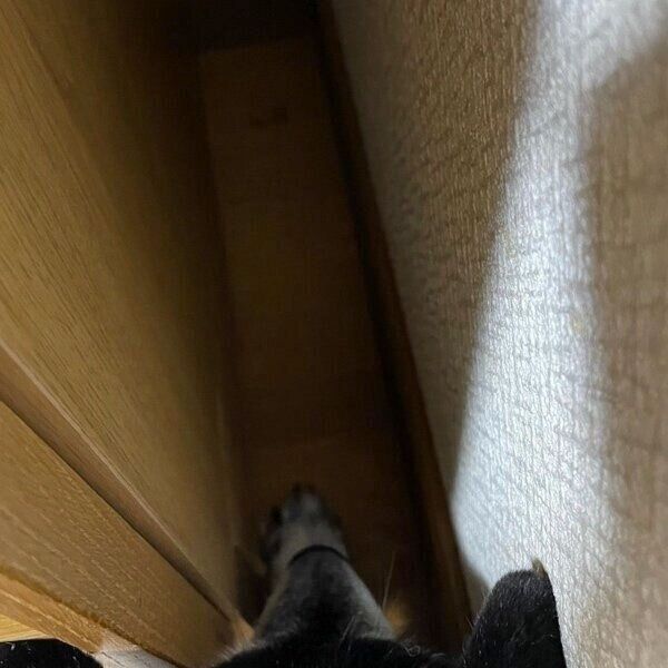 隙間でカリカリを発見！