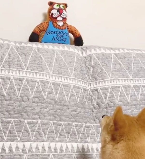 獲物を見つけた豆柴