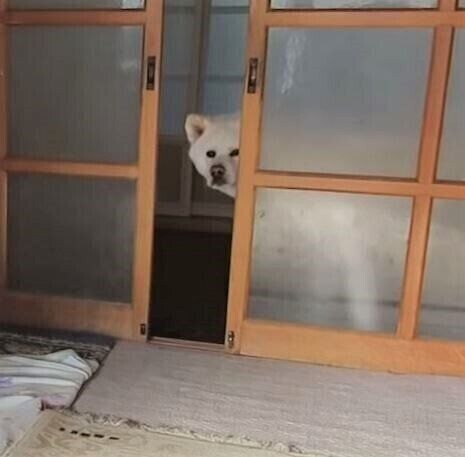 戸のすき間からのぞく秋田犬