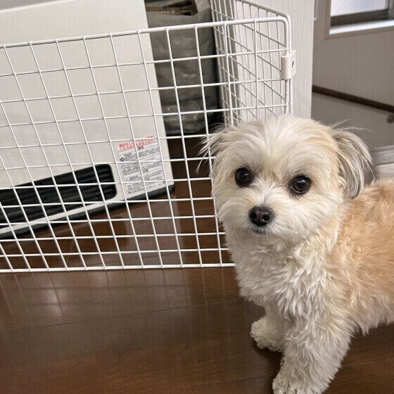 冬は犬の低温やけどに注意！ 原因と応急処置を獣医師に聞いた いぬのきもち