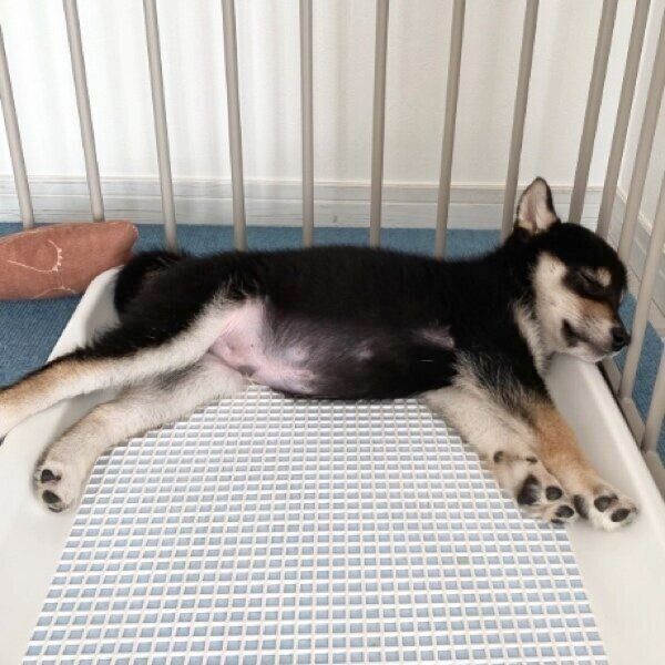 トイレトレーで眠るもち吉くん