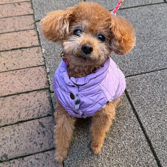 トイ・プードルのモカちゃん