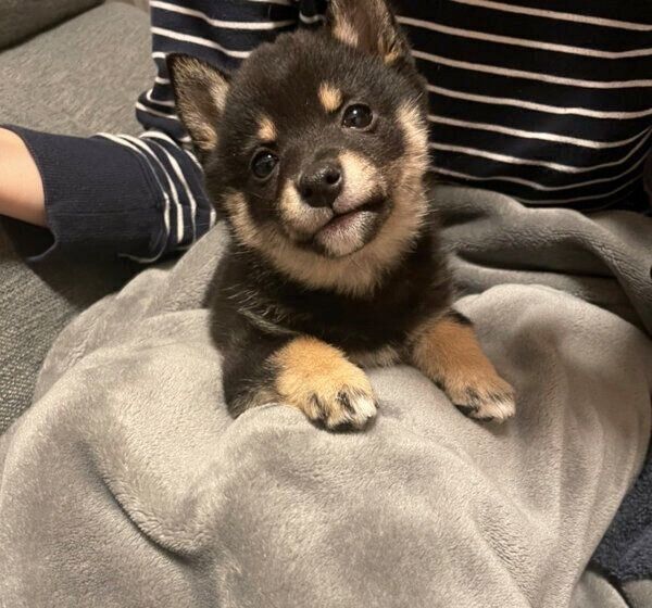 まったりするごまちゃん