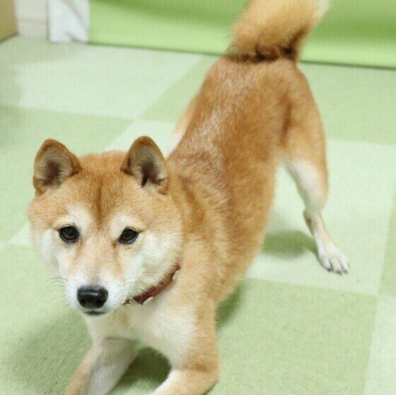 柴犬のよいち君