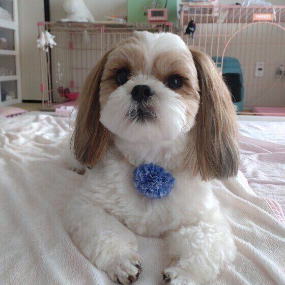 小型犬のムーミンちゃん