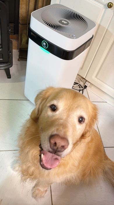 試したのは、スタッフKと愛犬ココ(メス・10才/27.5kg/ゴールデン・レトリーバー/元気はつらつ)