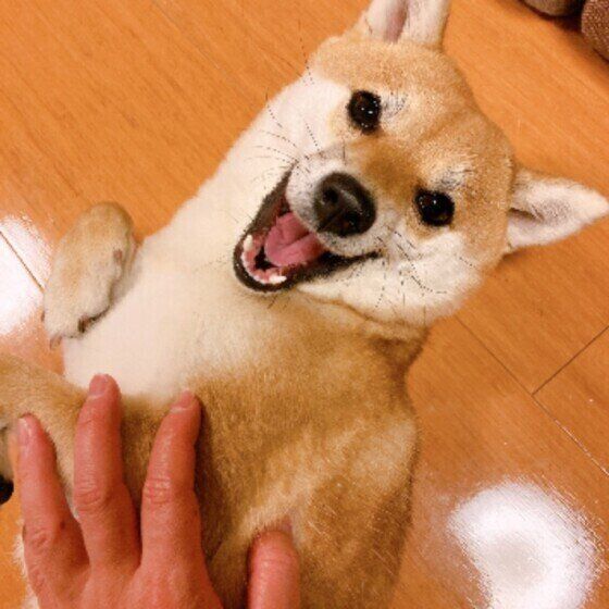 冬は犬の低温やけどに注意！ 原因と応急処置を獣医師に聞いた いぬのきもち