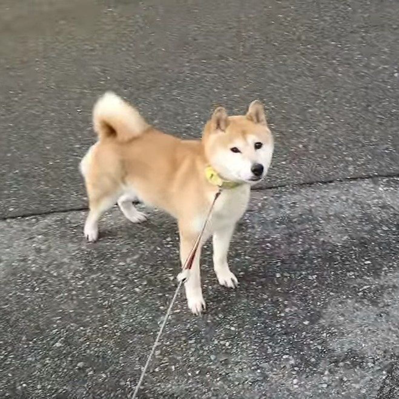 お散歩中 突然のイヤイヤモードに入った柴犬 その真意は いぬのきもちweb Magazine お散歩中 突然のイヤイヤモードに入った柴犬 その真意は いぬのきもちweb Magazine