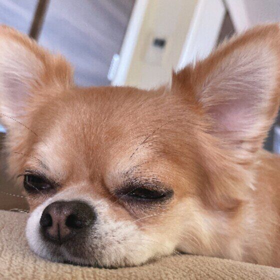 犬が震えるのは病気の可能性も 震える理由と対策を獣医師が解説 いぬのきもちweb Magazine