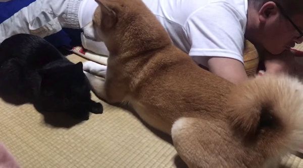 しょぼんワンコ