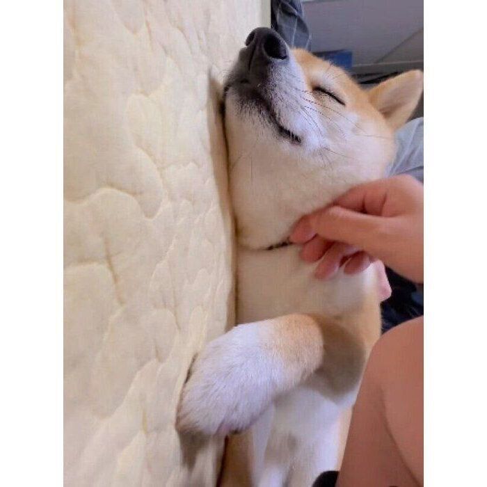 首をなでられて幸せそうなモモちゃん