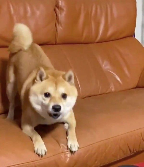 吠える豆千代くん