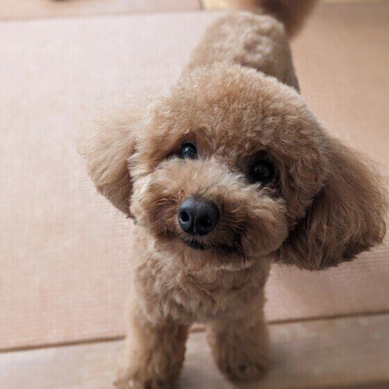 トイレが上手にできたトイ・プードル