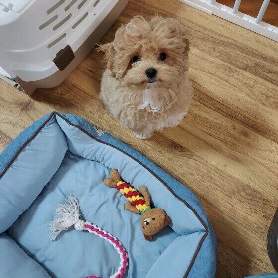 上を見上げる小型Mix犬