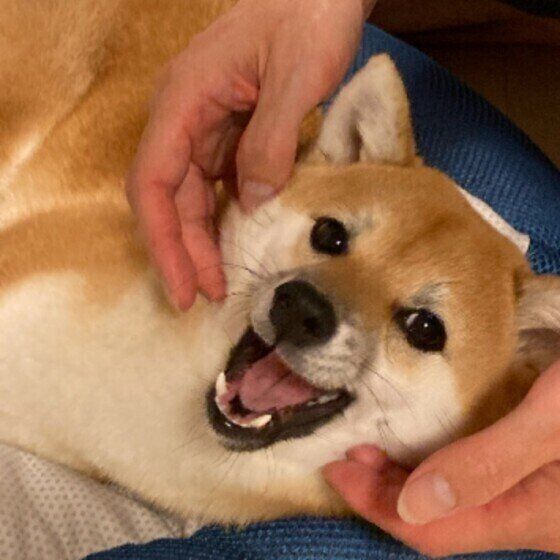 柴犬の心毬ちゃん