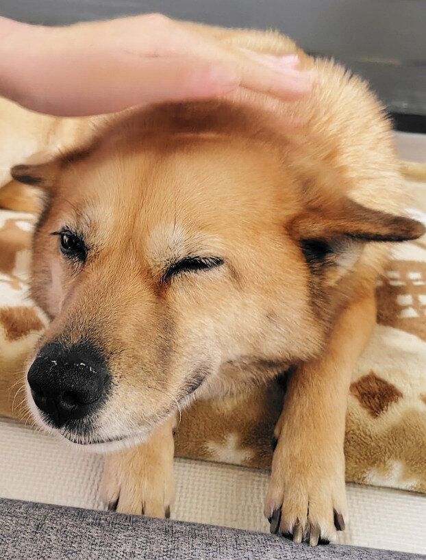 飼い主さんに撫でられている犬
