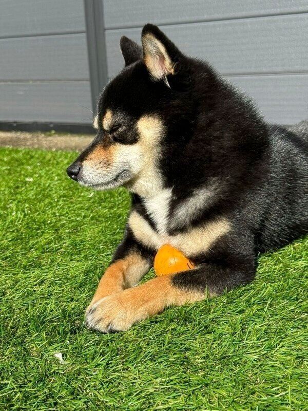 庭で気持ちよさそうに過ごすもなかくん