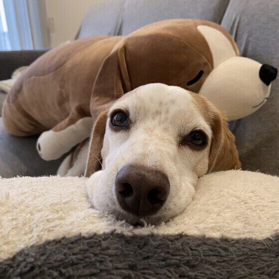 「犬用おもちゃ」種類別の遊び方と注意点は？ 思わぬ事故を予防するポイント いぬのきもち