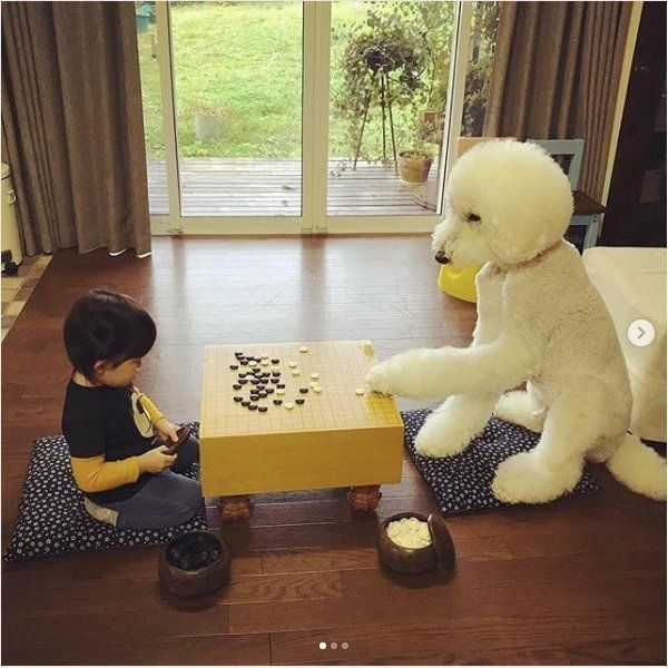 スタンダード・プードル