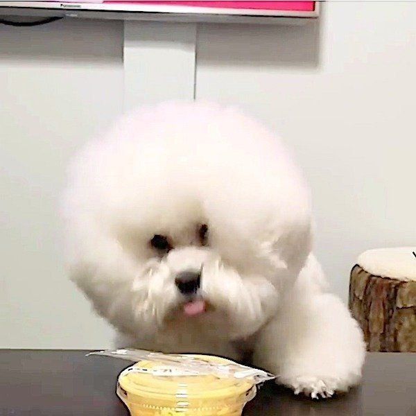 プリンを狙うトイ・プードル