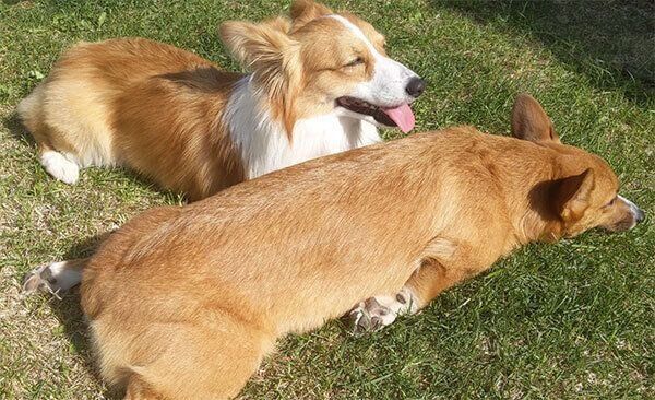 芝生でくつろぐコーギー兄妹