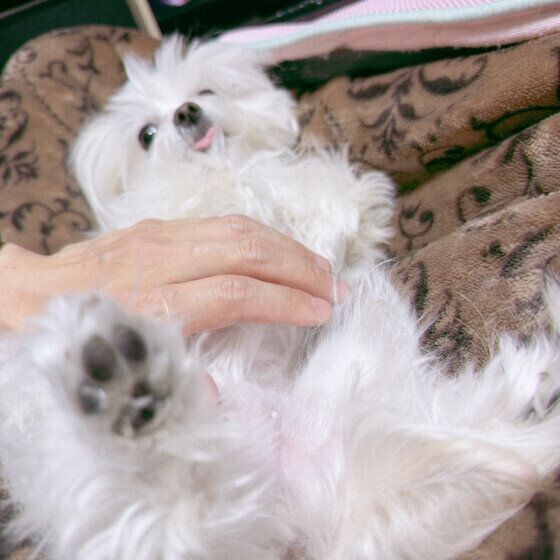 Ｍｉｘ（雑種）小型犬　なでなで