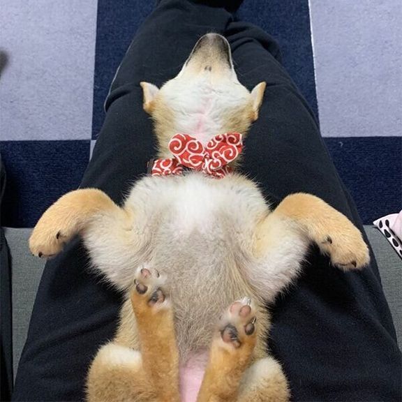 眠るゆずちゃん