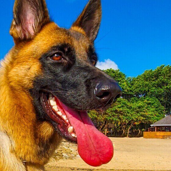 青空の下のジャーマン・シェパード・ドッグ