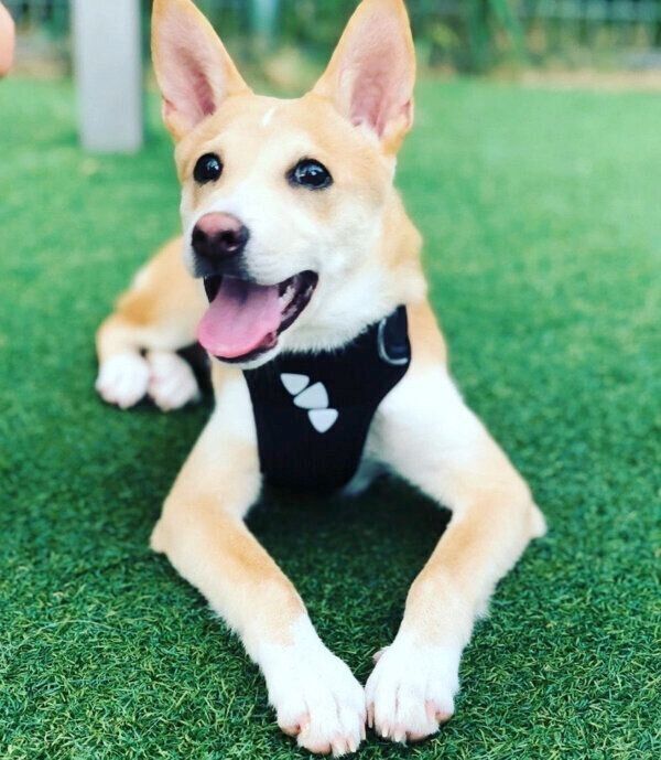 笑顔のタップくん