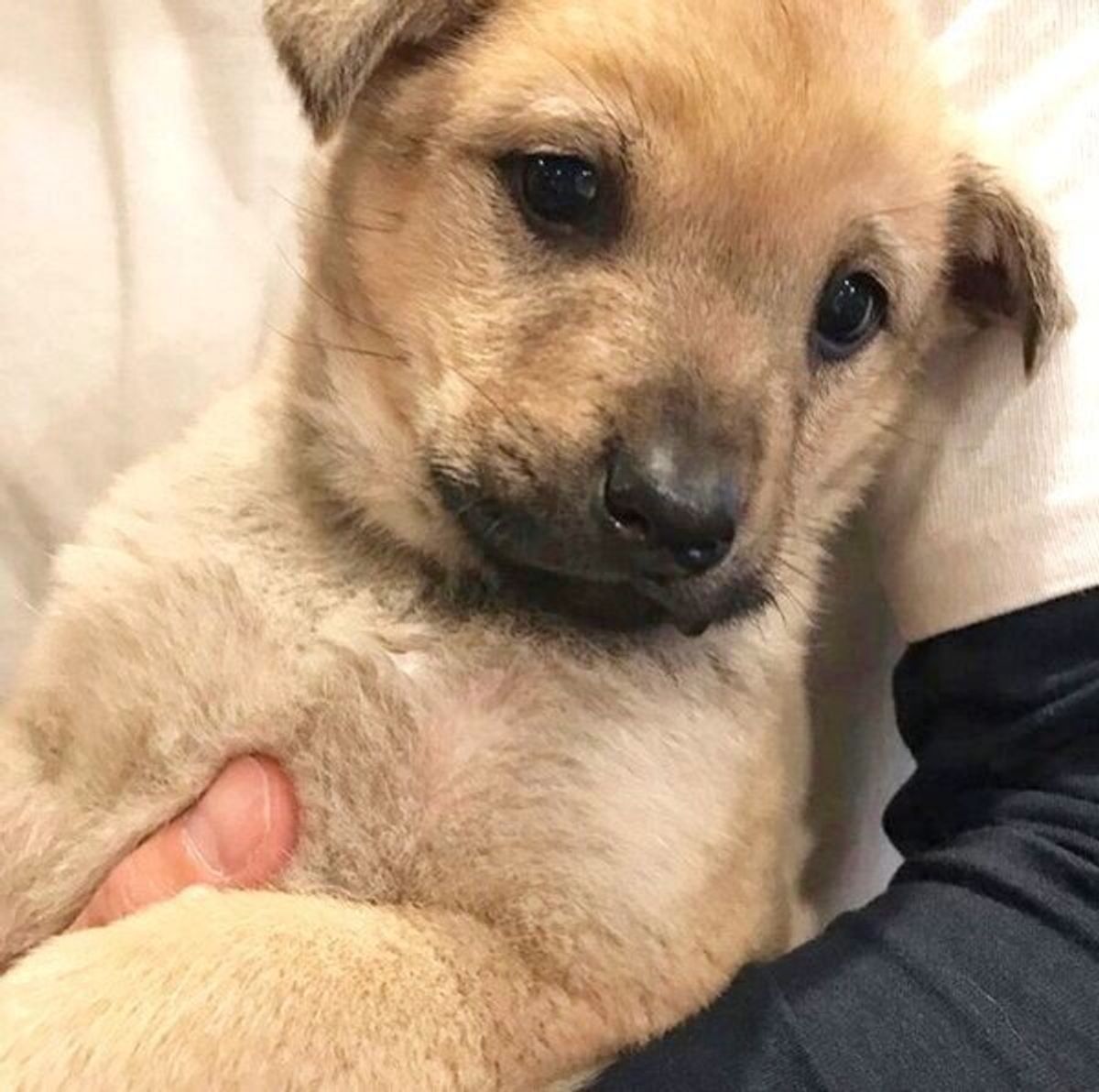 保護犬を迎え入れた日に 予期せぬ幸運 が 家族になって約2年 今の暮らしぶりを覗き見 いぬのきもちweb Magazine 保護犬を迎え入れた日に 予期せぬ幸運 が 家族になって約2年 今の暮らしぶりを覗き見 いぬのきもちweb Magazine