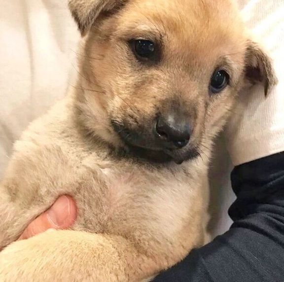 子犬時代のりくちゃん