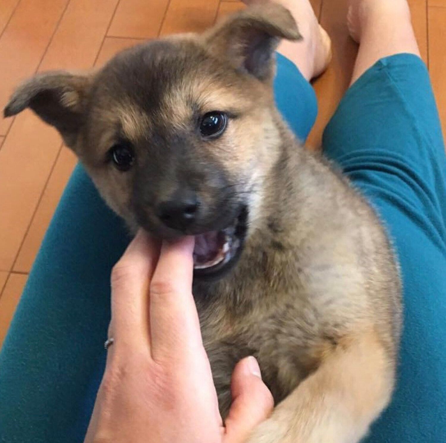 飼い主さんの家に来て10日目くらいのころのころんちゃん