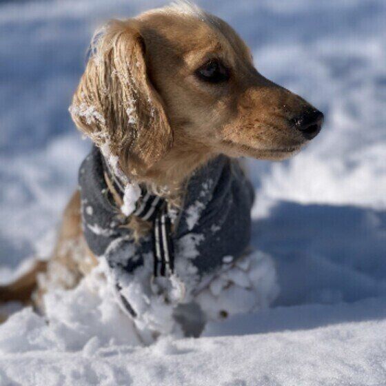 犬にも冬のケアは必要！寒さや乾燥対策をお忘れなく