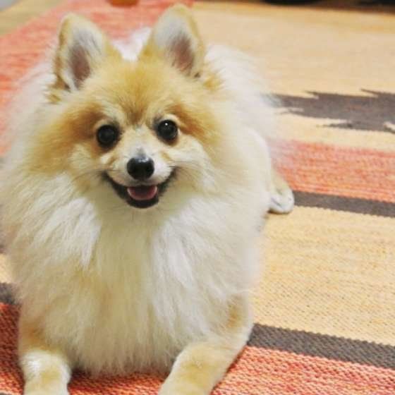 ニコニコのモンくん