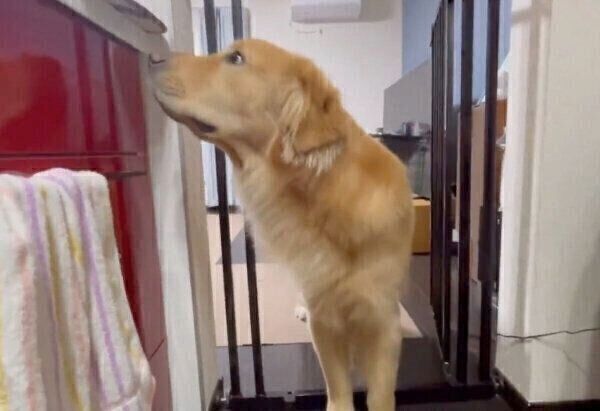 キッチンに侵入するセナくん