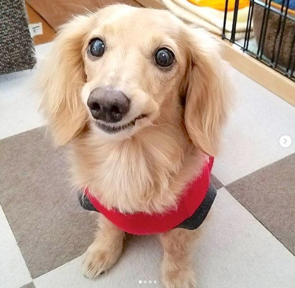 元繁殖犬・伶音ちゃん